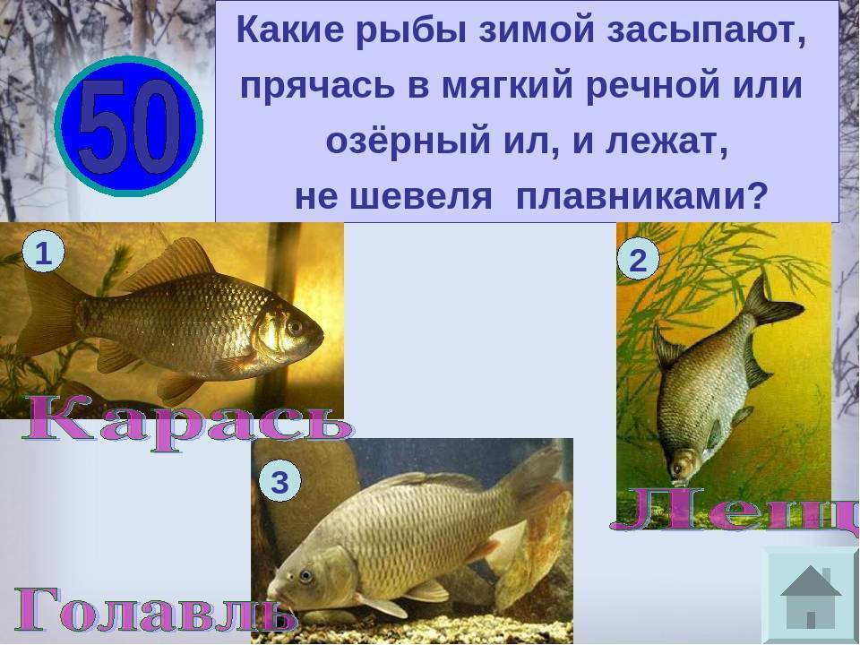 Как спят рыбы в аквариуме | аквариумные рыбки