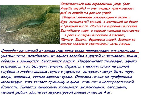 Угорь: полезные свойства и калорийность | food and health