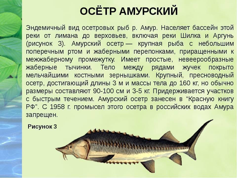 Рыба осётр — описание и образ жизни, рецепты блюд