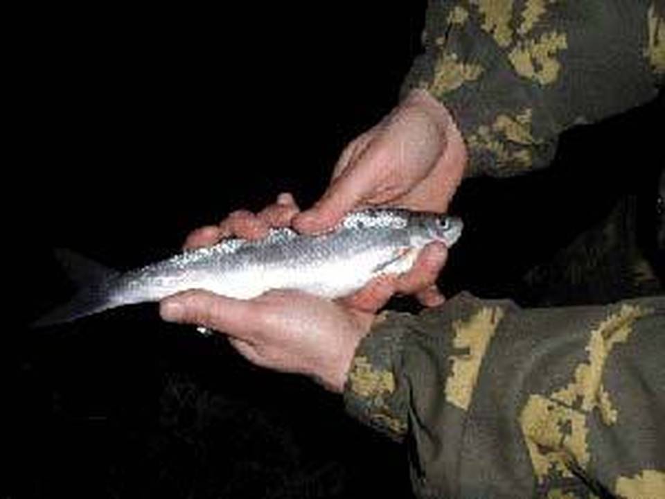 Шемая азово-черноморская фото и описание – каталог рыб, смотреть онлайн