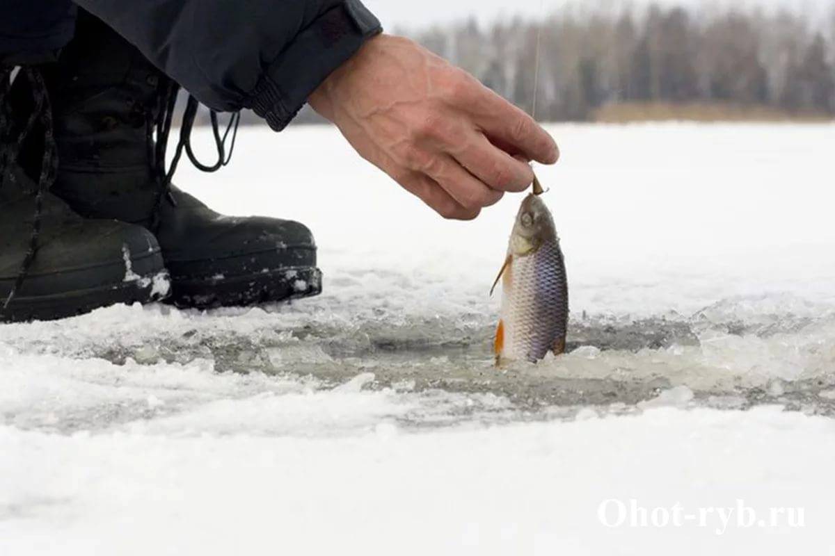 При каком давлении лучше клюет рыба зимой? реальность и вымысел