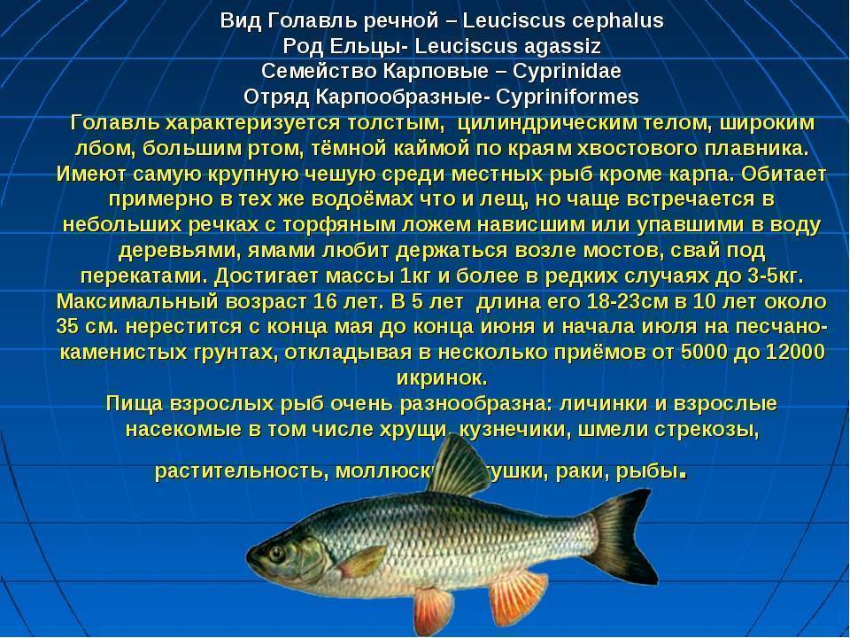 ✅ рыба лобань полезные свойства. рыба лобань - польза и вред. на что ловится лобан? снасти для ловли лобана - elpaso-antibar.ru