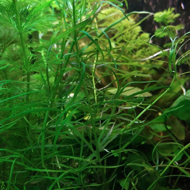 Погостемон стеллатус октопус (pogostemon stellatus sp. «octopus»): содержание, фото-видео обзор