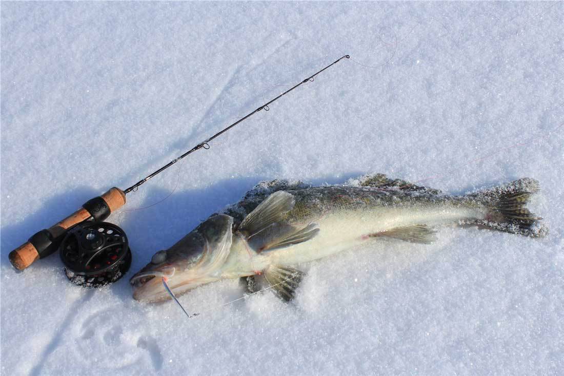 Как ловить судака зимой со льда | из личного опыта