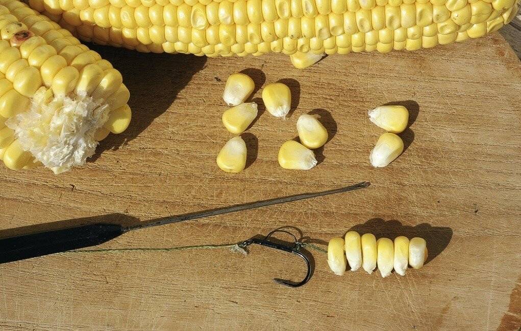 Как приготовить кукурузу для рыбалки