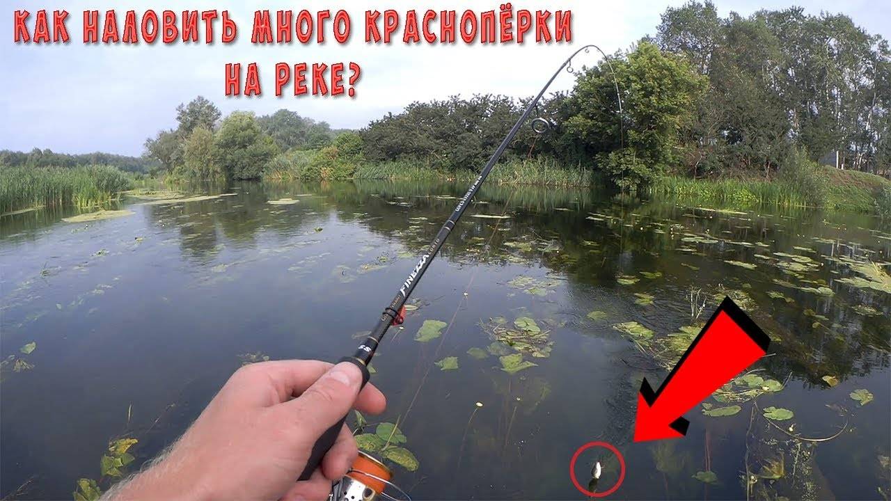 На что и как ловить красноперку? - суперулов - интернет-портал о рыбалке