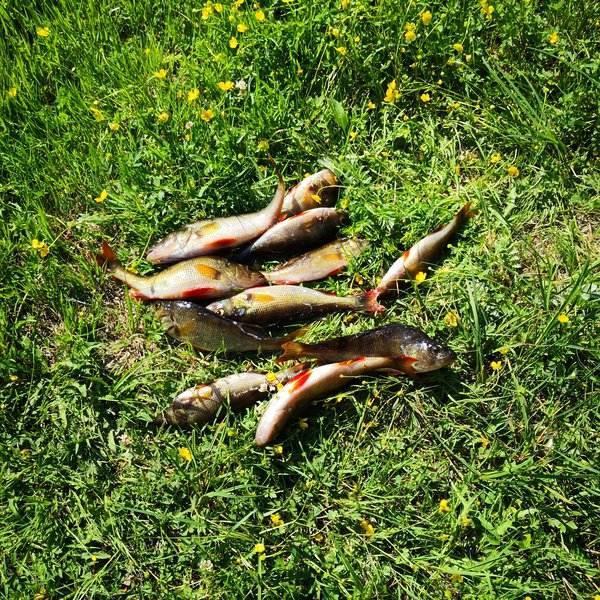 Рыбалка в псковской области и пскове - fishingwiki