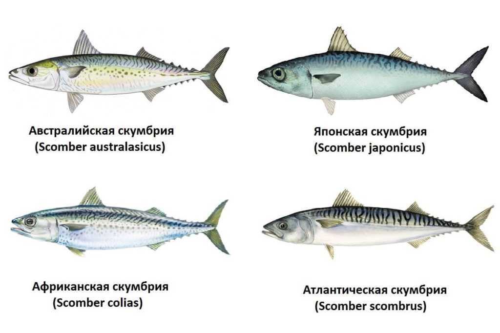 Скумбрия рыба. образ жизни и среда обитания скумбрии