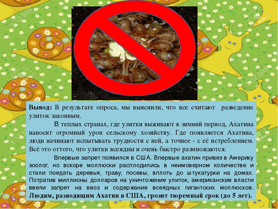 Оформление террариума для ахатин своими руками