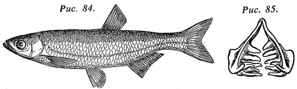 Рыба шамайка (шемая): видовые особенности, места обитания, питание