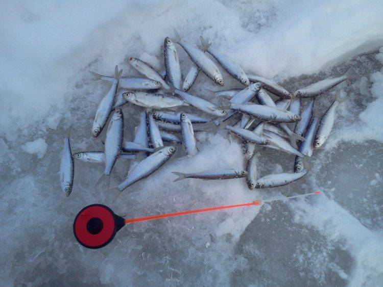 Ловля зимой на спиннинг по открытой воде: судак, окунь, щука