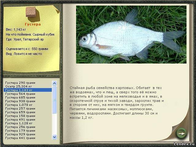 Густера рыба: фото, описание, отличия, места обитания, чем питается