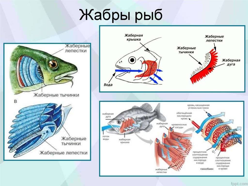 Интересные факты о дыхательной системе рыб. чем дышат рыбы? | интересные факты