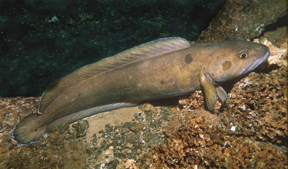 Рыба налим: описание внешнего вида, возможные размеры и местообитание
