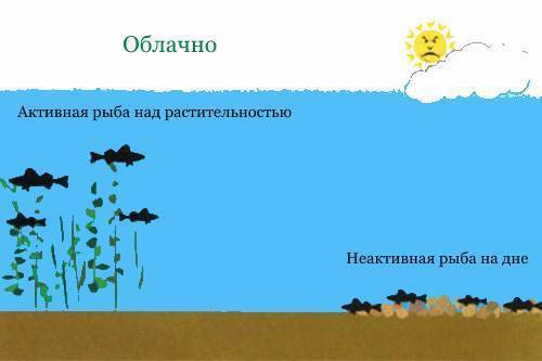 Когда клюет рыба – условия для лучшего клева