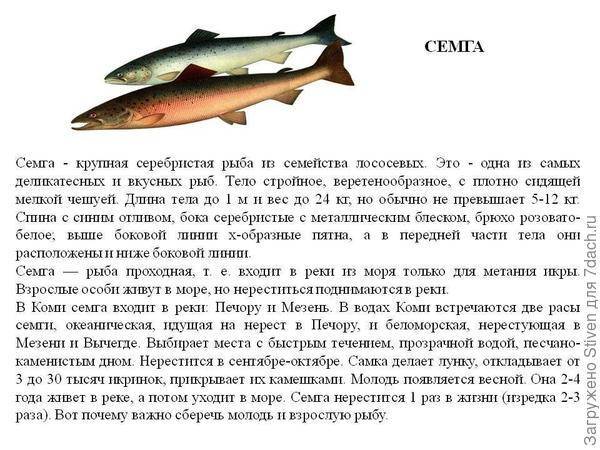 Названия и фото лососевых рыб