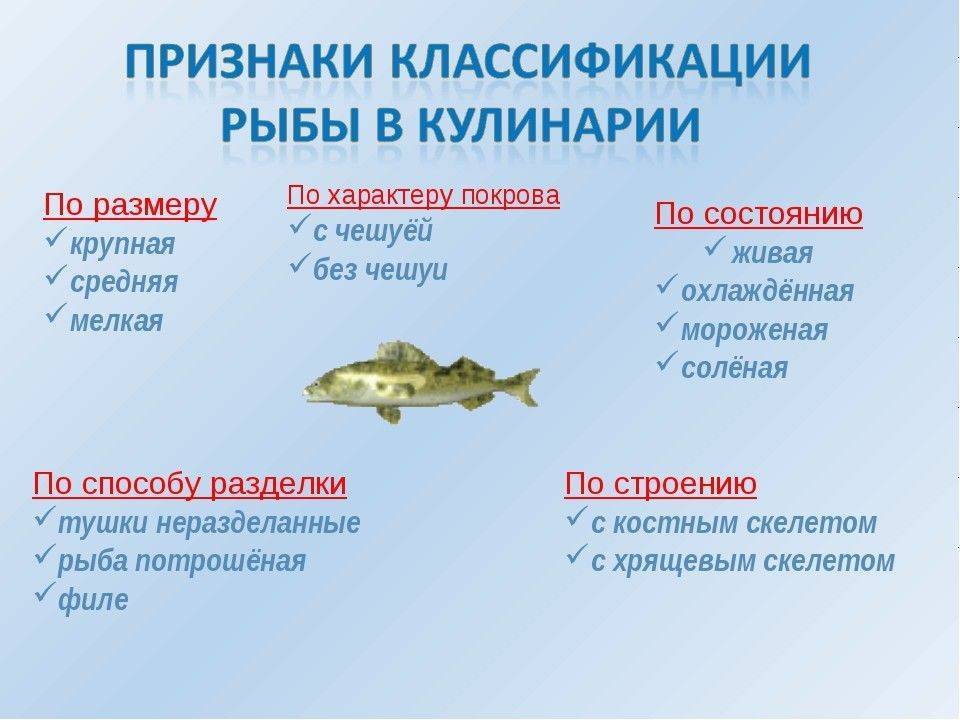Рыба корюшка фото и описание, где водится, виды, где обитает писуч в россии, где и как ловят снетка, чем отличается от мойвы, рецепты приготовления