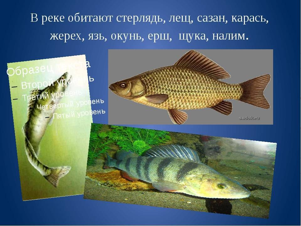 Ротан и карась: симбиоз или соперники? разбираем совместную жизнь двух видов рыб