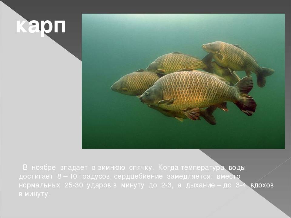 Как спят рыбы в аквариуме