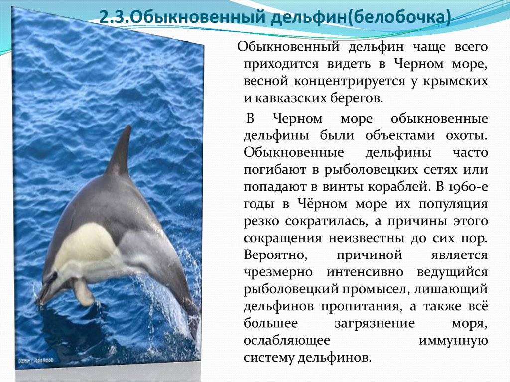 Дельфины: это млекопитающие или рыбы?