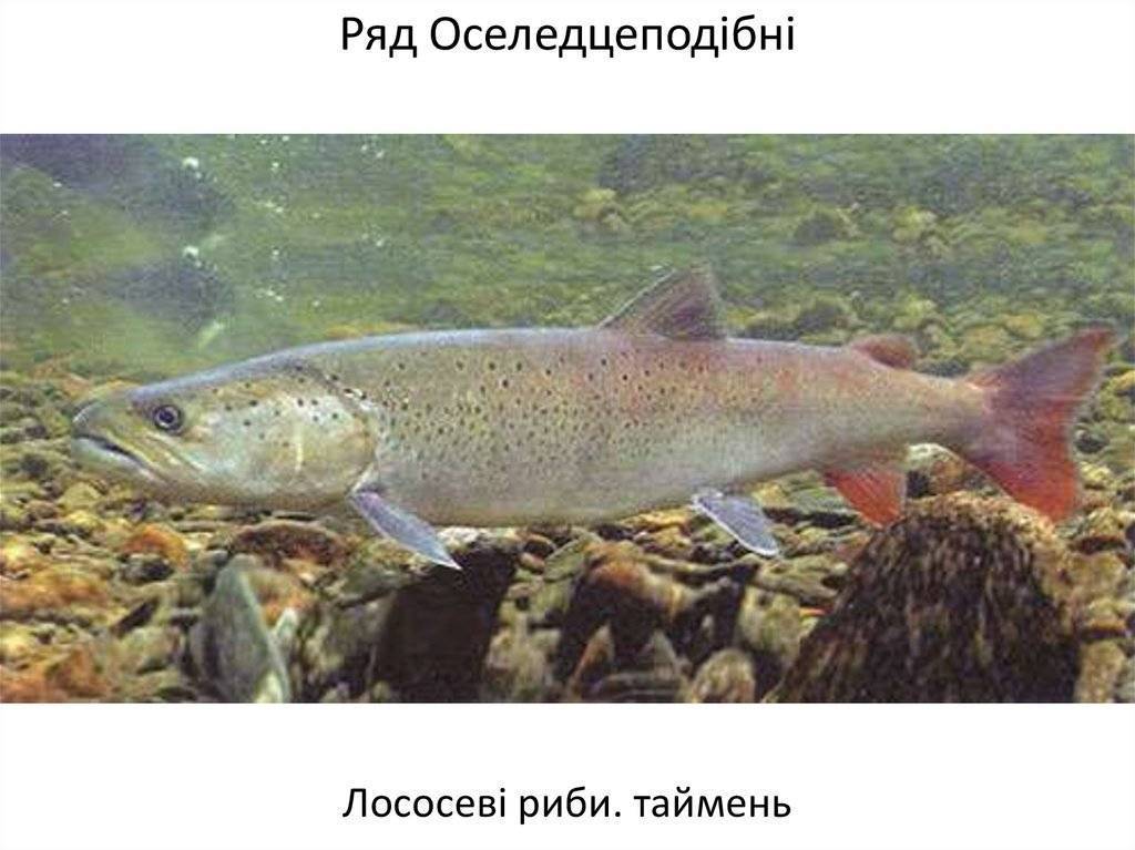 Дальневосточный лосось, сходство и отличие от других представителей вида