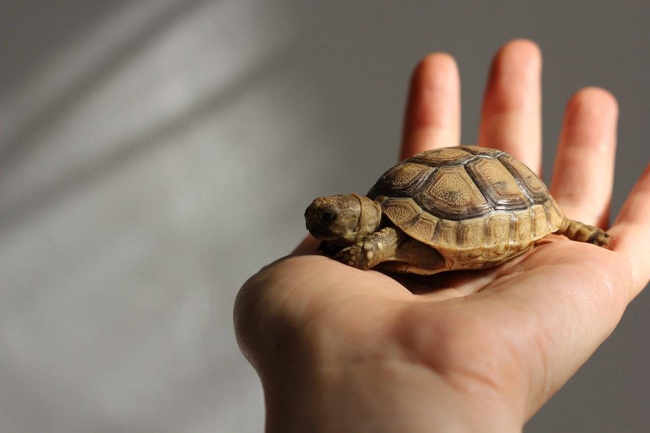 Малыш черепахи. Среднеазиатская красноухая черепаха. Сухопутная черепаха Среднеазиатская малыши. Среднеазиатская черепаха маленькая. Черепаха сухопутная домашняя.