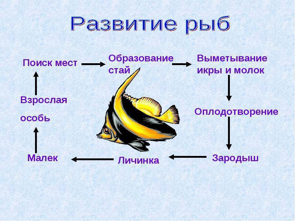 Тип развития щуки