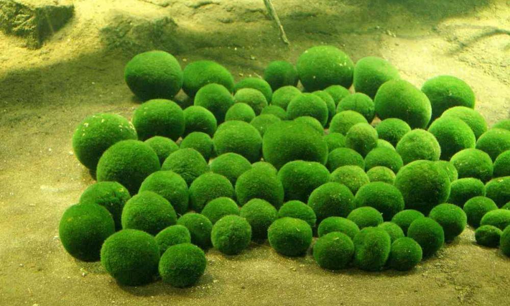 Красные водоросли: интересные данные и факты