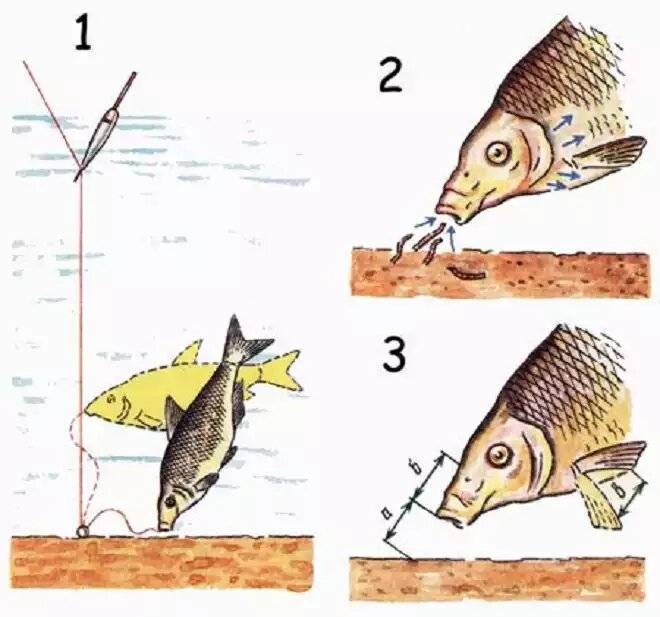 Густера – рыба семейства карповых, описание, ловля