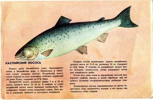Кто такая рыба лосось? виды лососей - bionotes