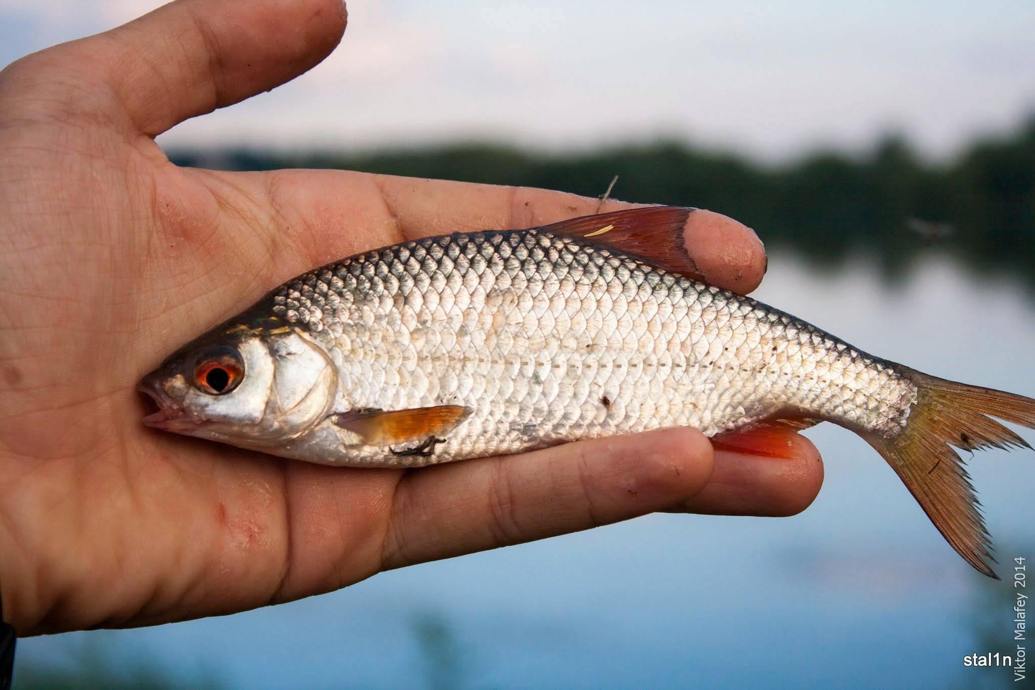 Плотва - рыба семейства карповых. описание и фото. как ловить плотву? :: syl.ru