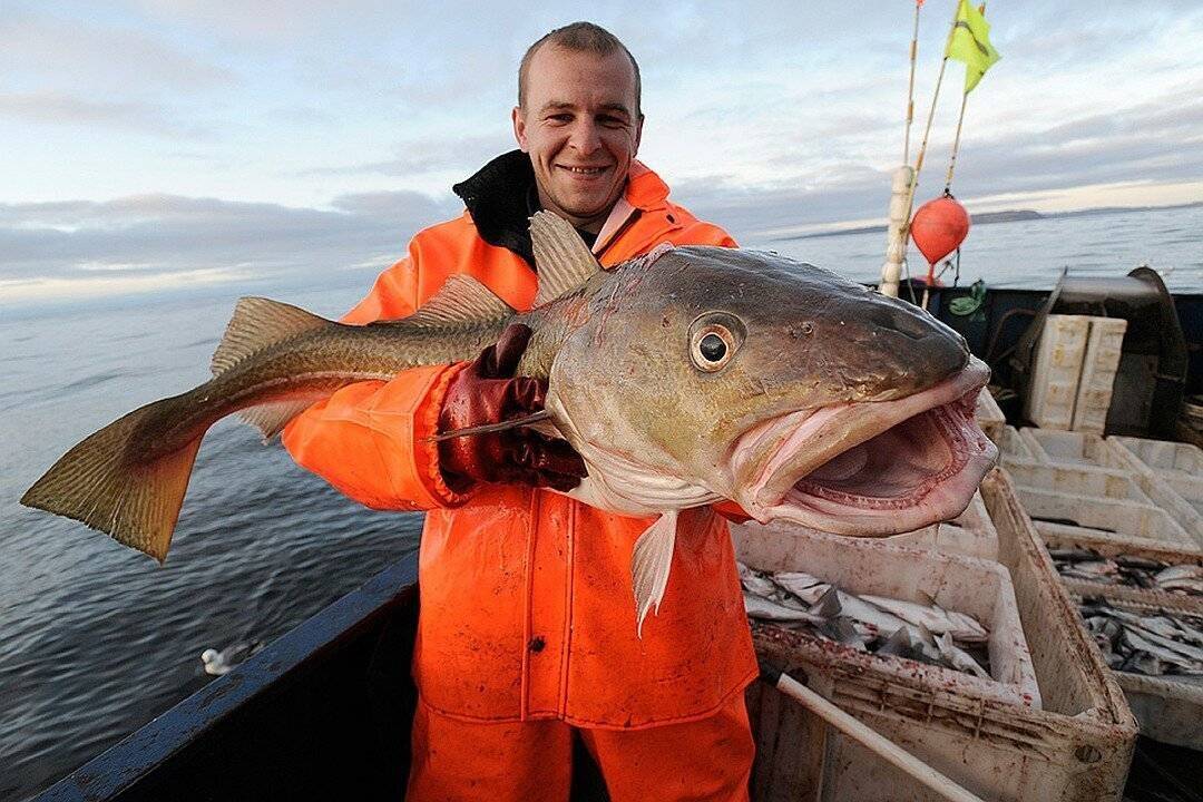 Turn fish. Треска Баренцева моря. Ловля трески. Ловля трески в Мурманске. Треска улов.