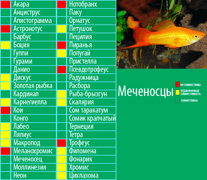 На сколько совместимы рыбы. Таблица аквариумных рыбок по совместительству. Таблица совместимости аквариумных рыбок. Таблица совместимости аквариумных рыбок паку. Уживаемость аквариумных рыбок таблица.