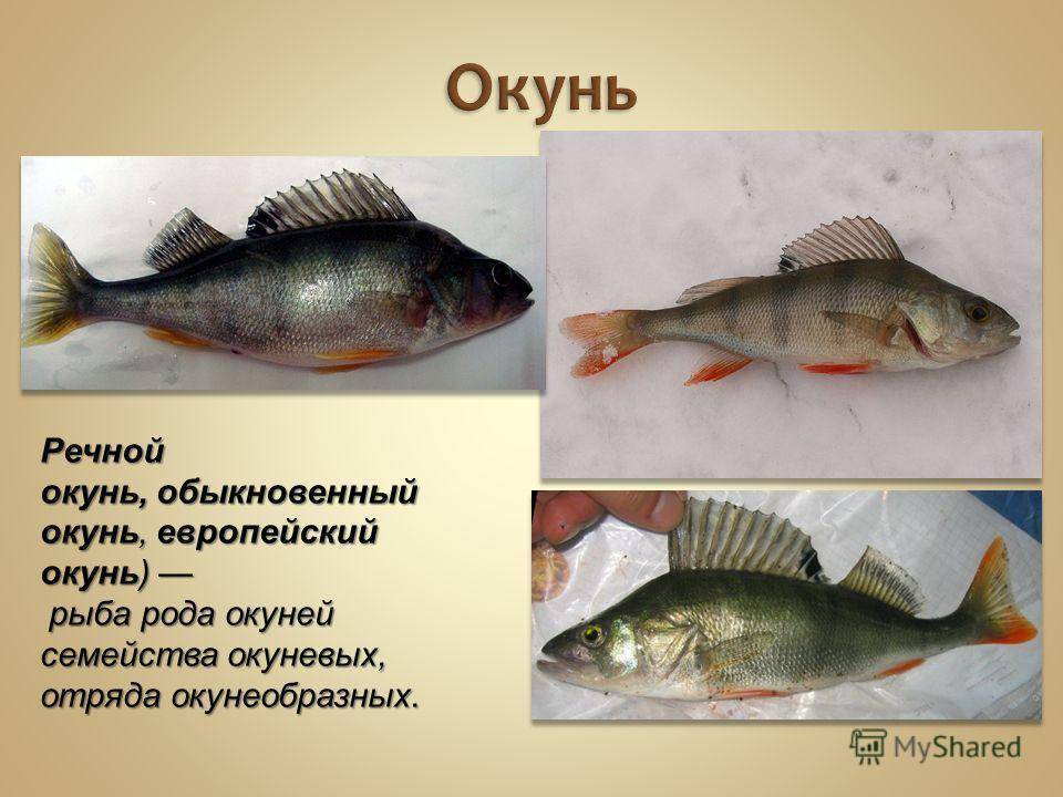 Список речной рыбы с названиями, фото и описанием