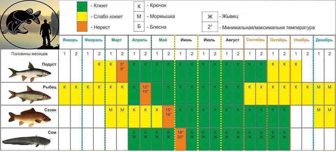 Нерест карпа