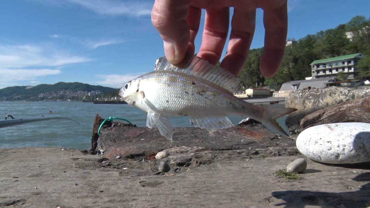 Черное море ловля рыбы. Смарида Черноморская. Рыба в Сочи. Рыбы черного моря Сочи. Рыба ловится в Сочи.