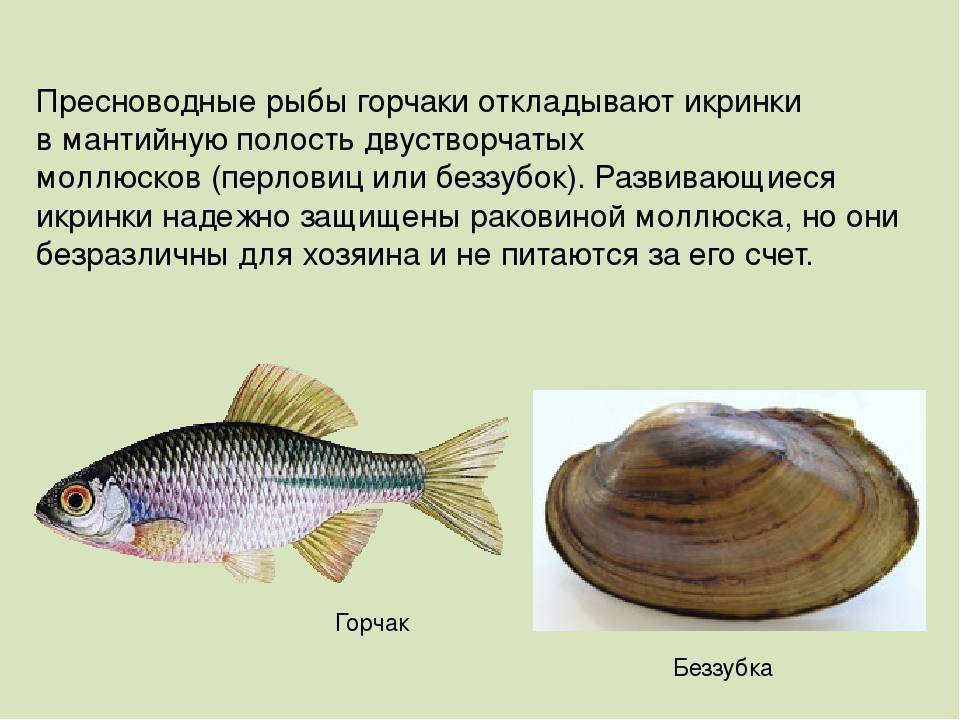 Рыба горчак