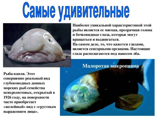 Как рыбы спят? особенности рыбьего сна :: syl.ru