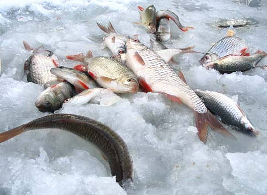 Секреты ловли и клев рыбы в глухозимье - читайте на сatcher.fish