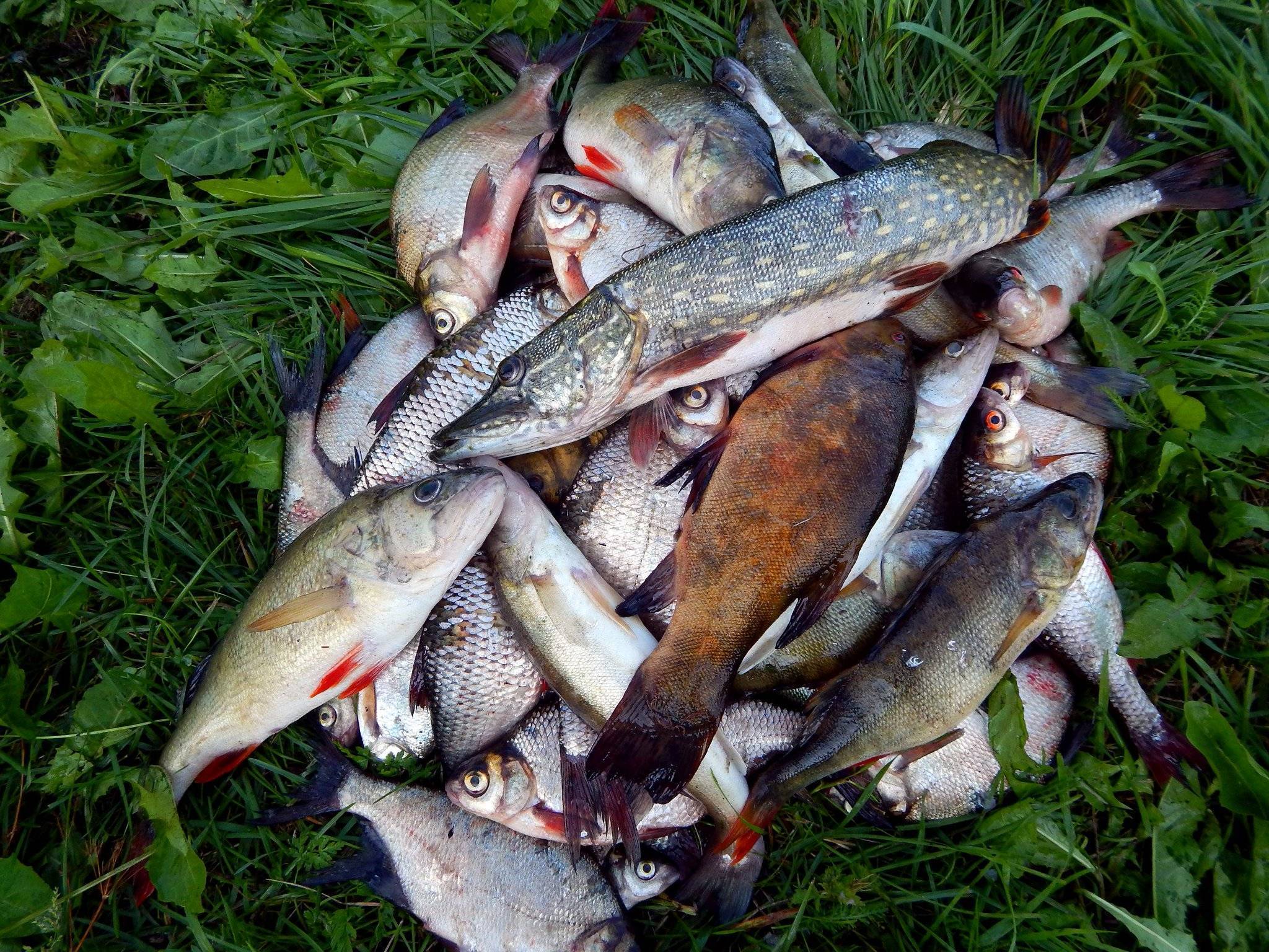 Пруд улов. Озеро Сапшо рыбы. Вазузское водохранилище рыбалка. Озеро Нерское рыбалка. Улов на озере.