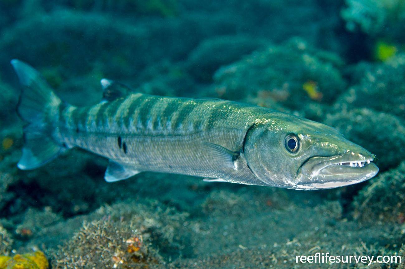 Рыба «Барракуда европейская» фото и описание