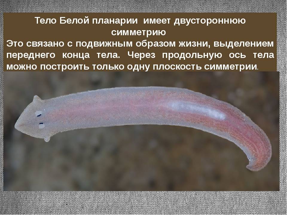 Белая планария покровы тела