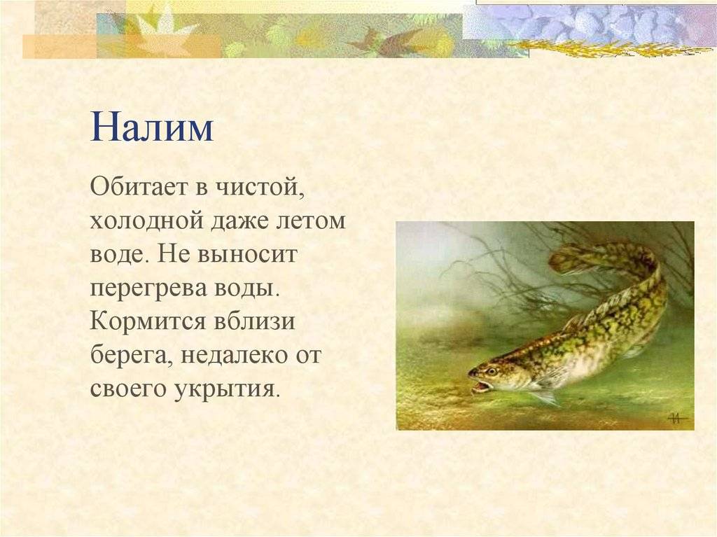 Рыба налим: описание и биологическая справка. способы ловли по сезонам