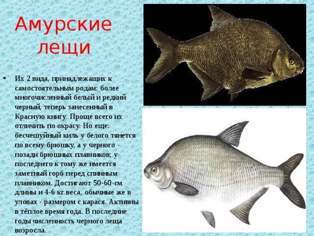Рыба «Лещ амурский чёрный» фото и описание