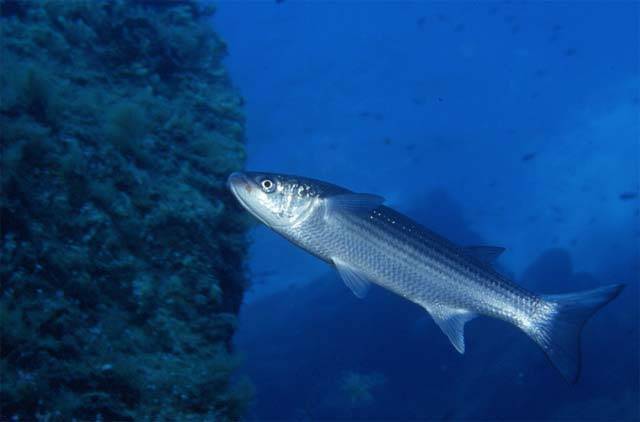 Рыба веслонос: фото и описание, среда обитания, рыбалка, рецепты