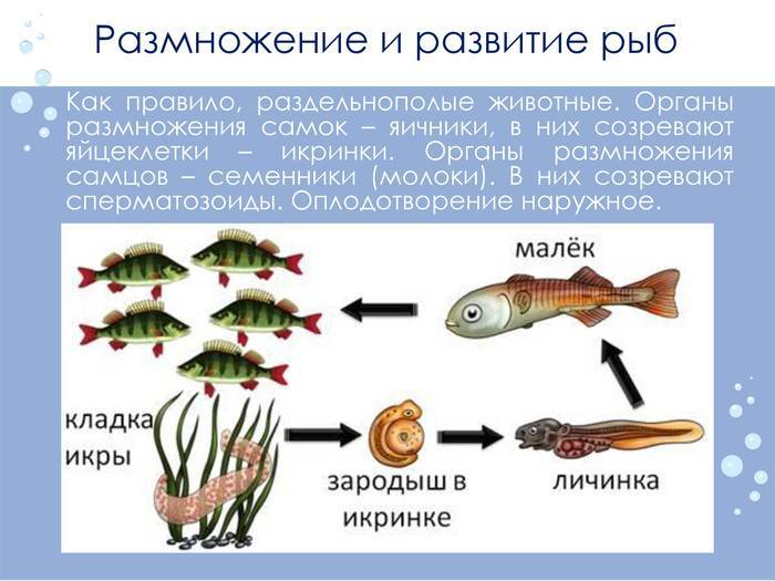 Температура воды в жизни рыб наших водоемом