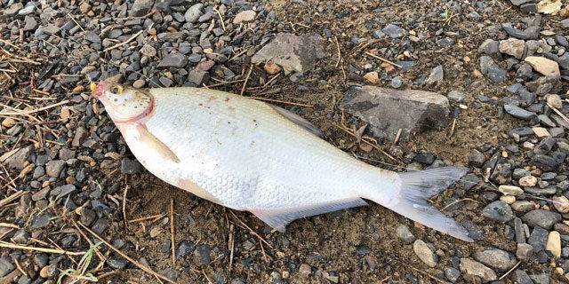 Белый амур: что за рыба, как выглядит амурский карп, где водится, чем питается, фото и описание