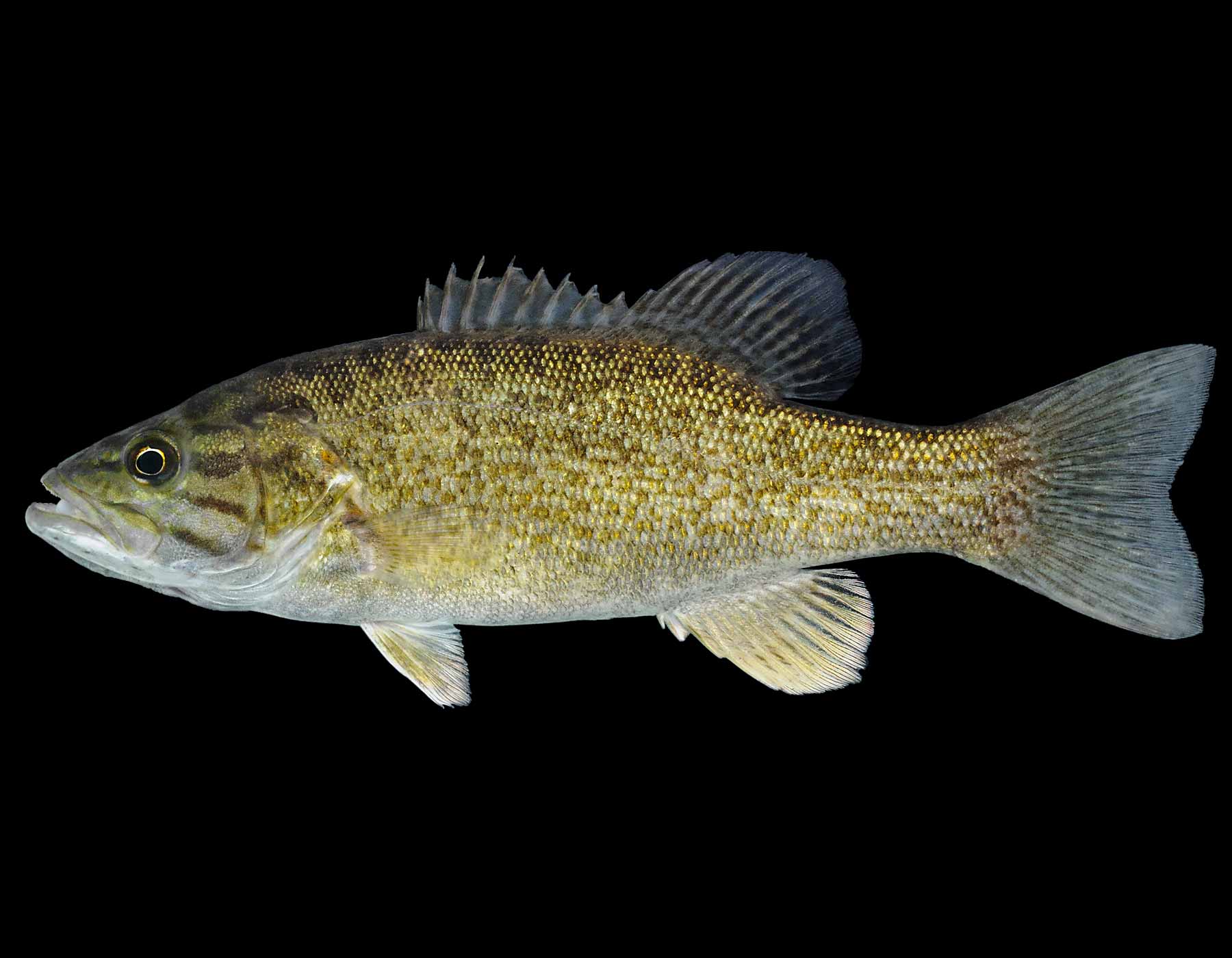 Рыба «Басс Суонни» фото и описание