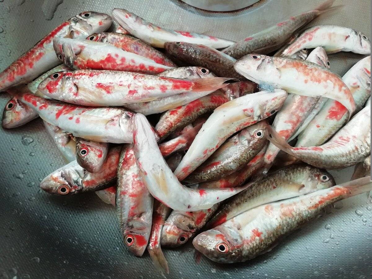 Барабулька черноморская: описание рыбы, фото, чем полезна