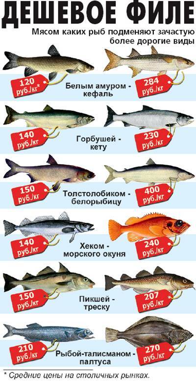 Красная рыба: виды с названиями, описанием и фото